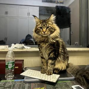 国产有码无码电影
